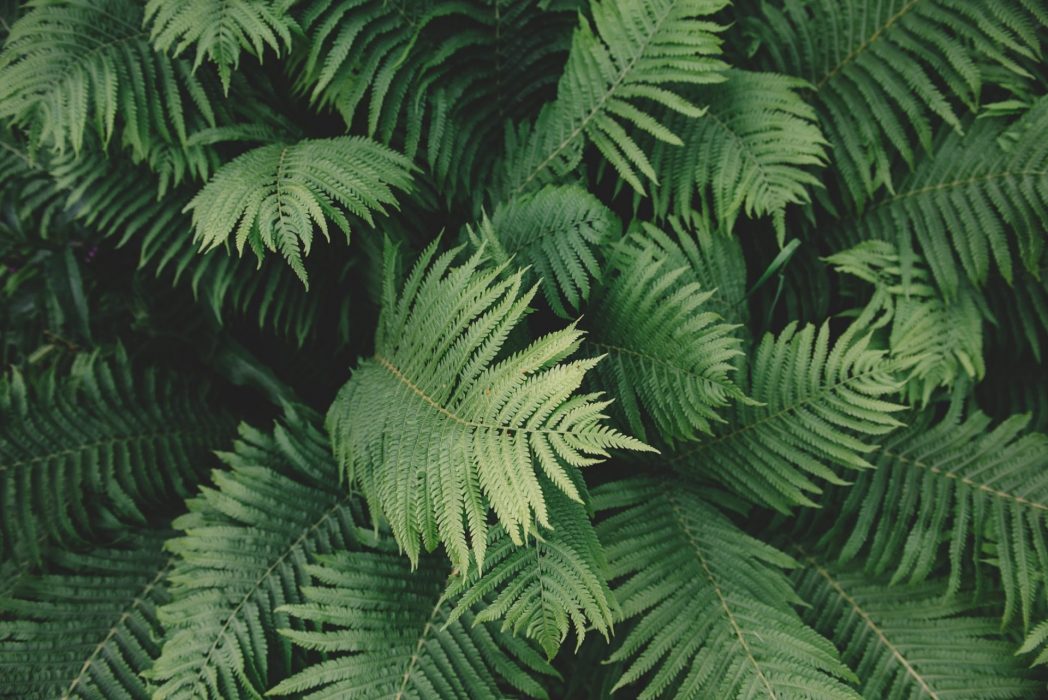The Silver Fern Job Search Work Visa Will Close Permanently Kiwi Immigration Change Your Future